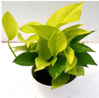 landscape in chennai,chennai landscape architects, chennai gardening, chennai swimming pool maintenance, chennai swimming pool designers, chennai terrace gardens, 