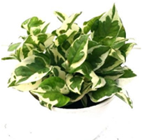 landscape in chennai,chennai landscape architects, chennai gardening, chennai swimming pool maintenance, chennai swimming pool designers, chennai terrace gardens, 