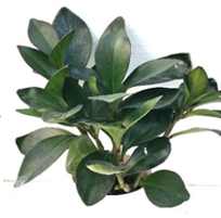 landscape in chennai,chennai landscape architects, chennai gardening, chennai swimming pool maintenance, chennai swimming pool designers, chennai terrace gardens, 