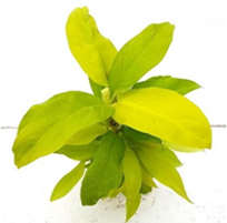 landscape in chennai,chennai landscape architects, chennai gardening, chennai swimming pool maintenance, chennai swimming pool designers, chennai terrace gardens, 