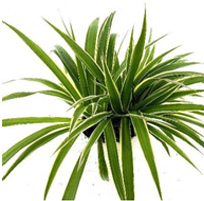 landscape in chennai,chennai landscape architects, chennai gardening, chennai swimming pool maintenance, chennai swimming pool designers, chennai terrace gardens, 