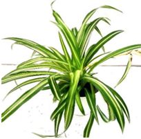 landscape in chennai,chennai landscape architects, chennai gardening, chennai swimming pool maintenance, chennai swimming pool designers, chennai terrace gardens, 
