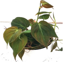 landscape in chennai,chennai landscape architects, chennai gardening, chennai swimming pool maintenance, chennai swimming pool designers, chennai terrace gardens, 