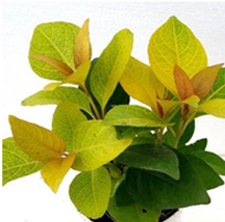 landscape in chennai,chennai landscape architects, chennai gardening, chennai swimming pool maintenance, chennai swimming pool designers, chennai terrace gardens, 