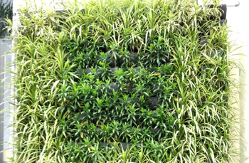 terrace gardens in chennai, chennai landscaping,chennai terrace gardens, chennai gardening, swimming pool maintenance in chennai,