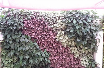 chennai swimming pool designers, garden maintenance in chennai,chennai landscape designers, chennai swimming pool designers,landscape in chennai,swimming pool maintenance in chennai,chennai garden maintenance,chennai landscape architects,